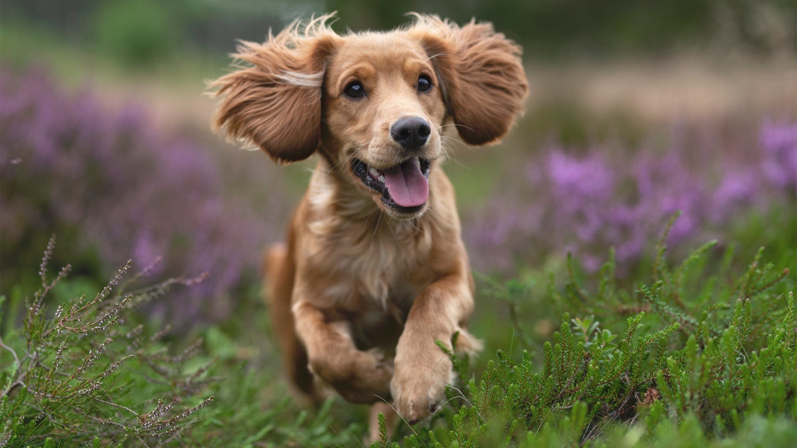 历史性对决，欧冠淘汰赛土耳其一波流带走美国，战术革命震惊足坛