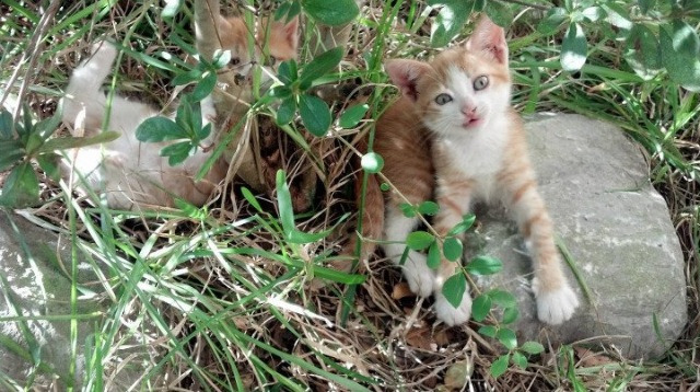 双城记，卡马文加的奔腾与国际米兰的铁壁