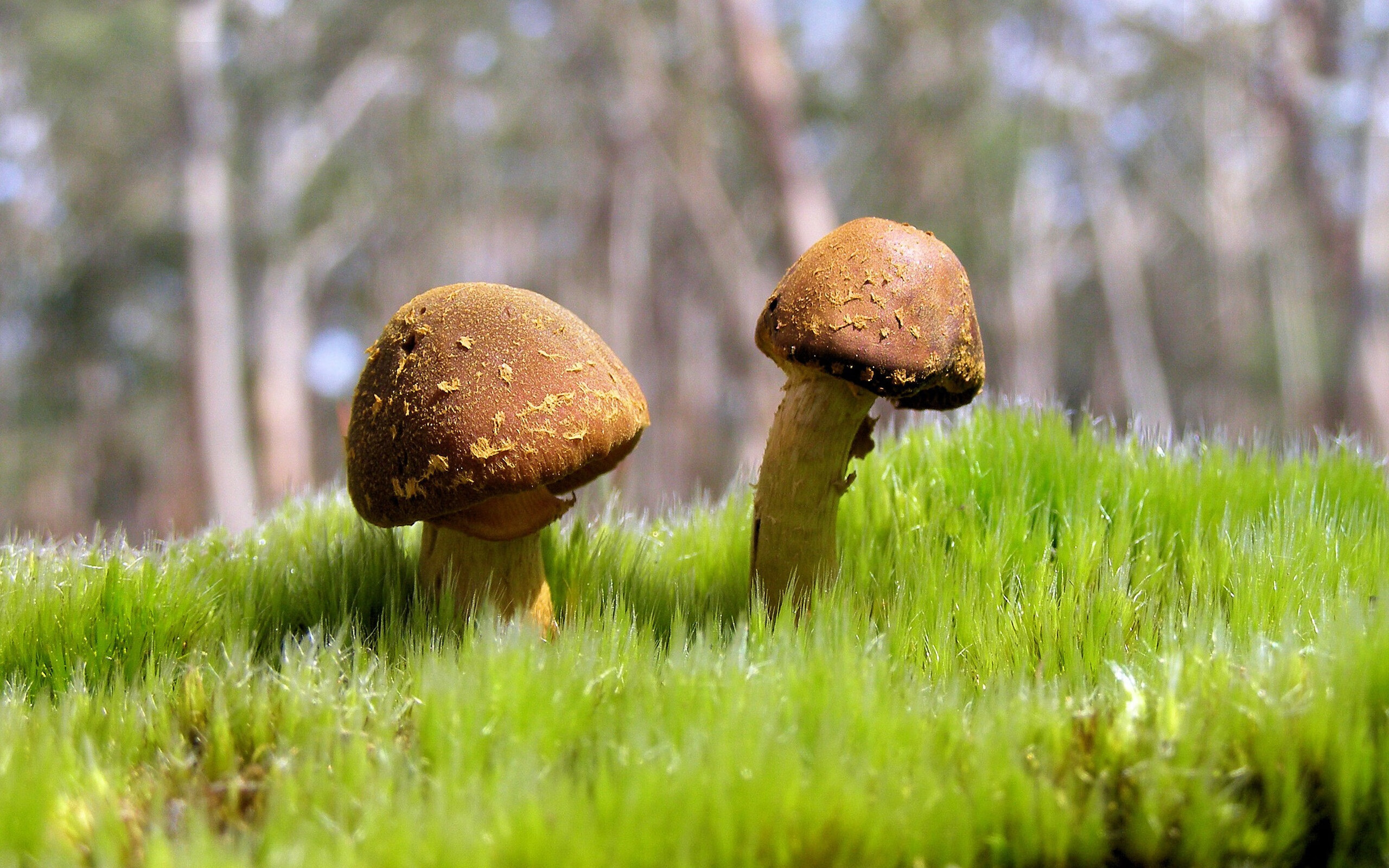 逆流而上，马克西奥运前哨战接管比赛，76人连续得分狂潮压制辽宁