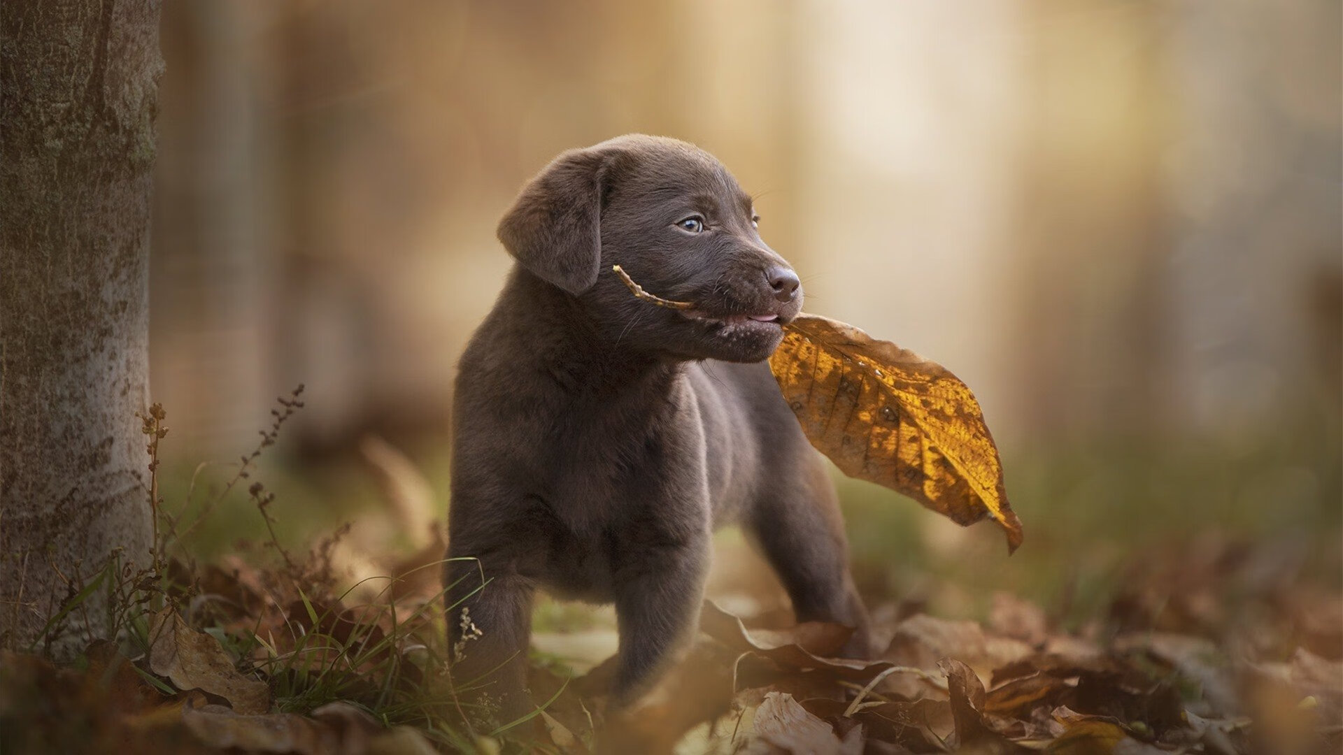 后防坚盾，富安健洋如何用沉默的统治冻结里昂的进攻狂潮？