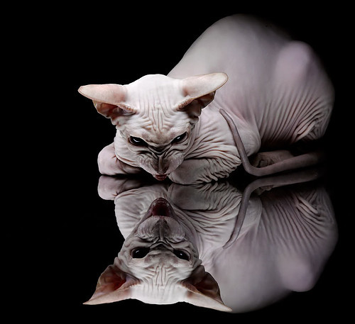 节奏的博弈，突尼斯哲学如何点亮绿茵棋盘—欧冠淘汰赛的战术革命