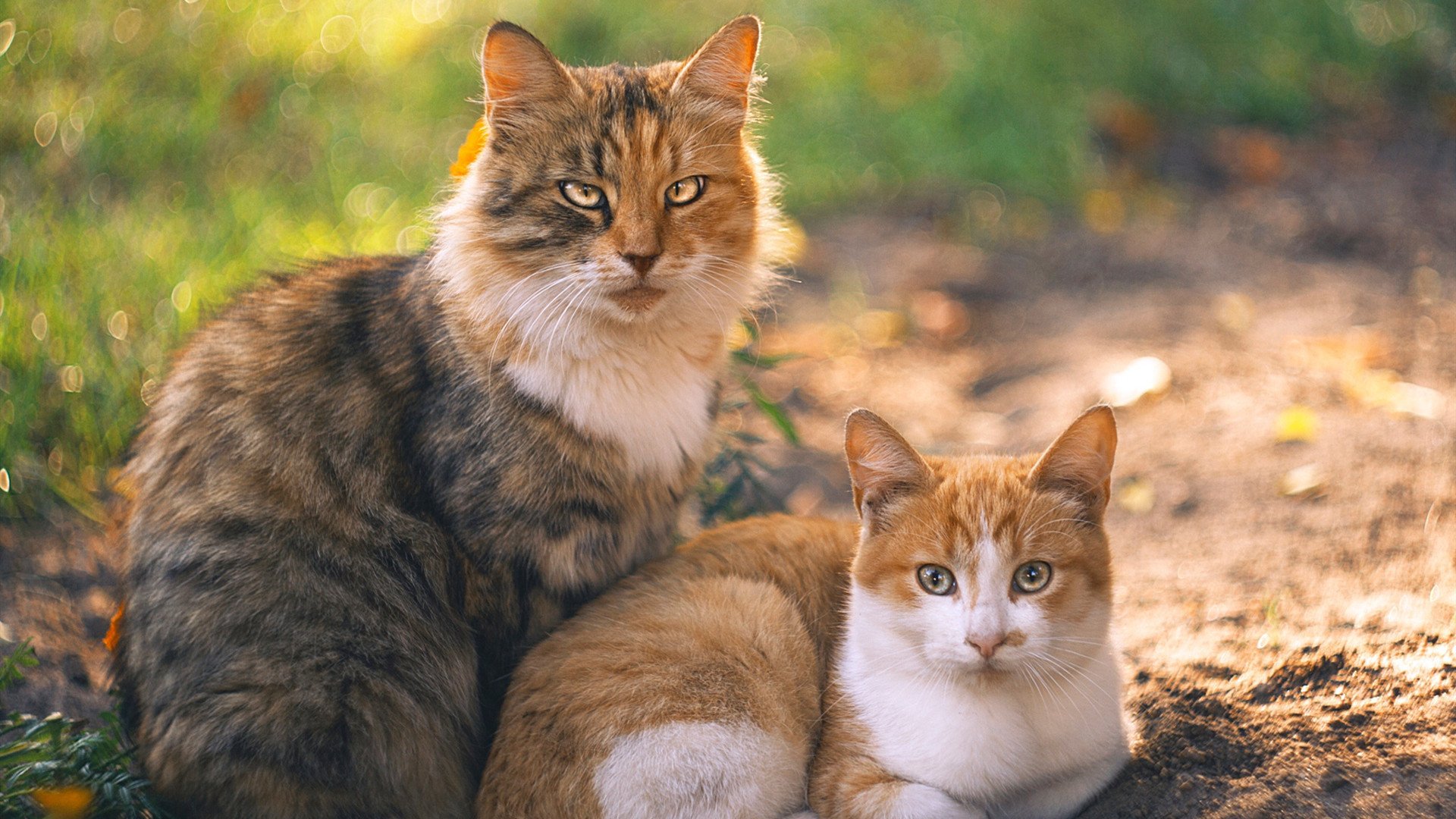 潮湿战场的奇迹，布鲁诺，照亮哥斯达黎加航海图的现代哥伦布