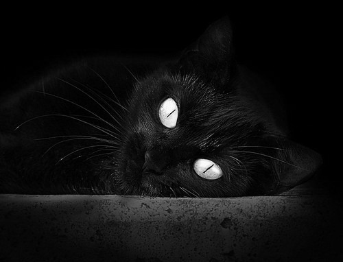 虎啸明尼苏达！广东男篮正面击溃森林狼，关键先生米切尔改写东西对话历史