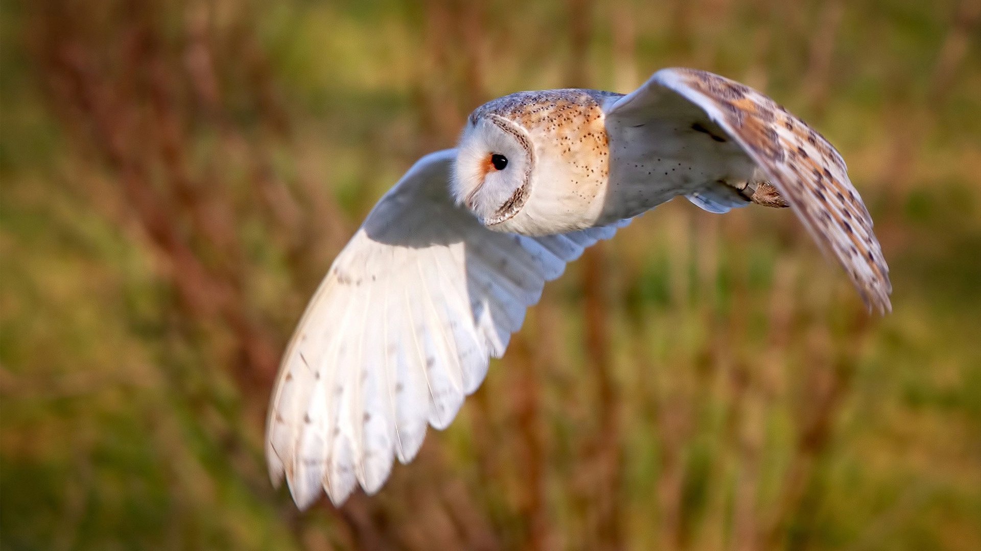 奇迹夜，替补武切维奇击沉快船，森林狼逆袭突围