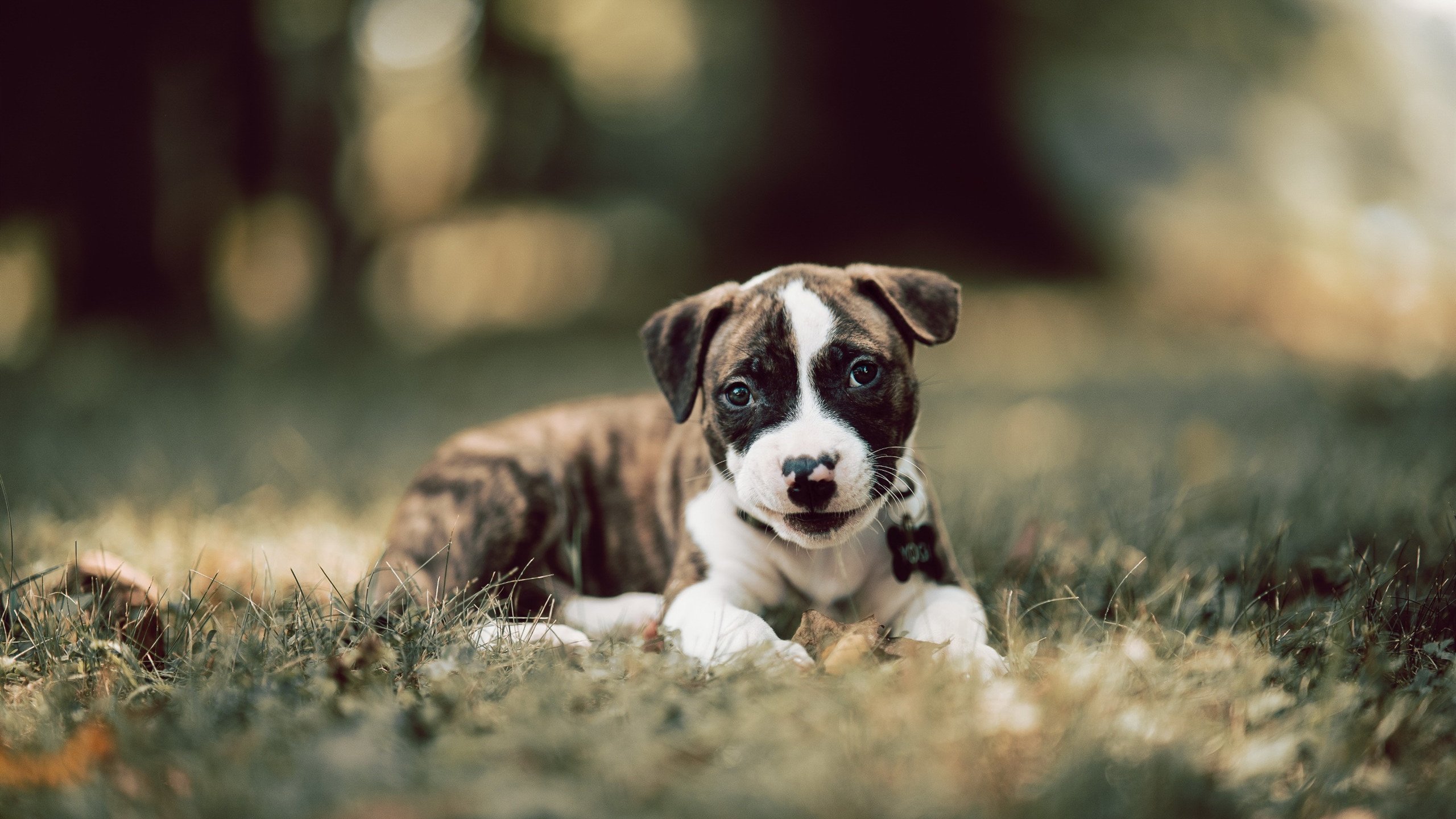 绿茵舞者维尼修斯，年度焦点之夜的绝对主宰