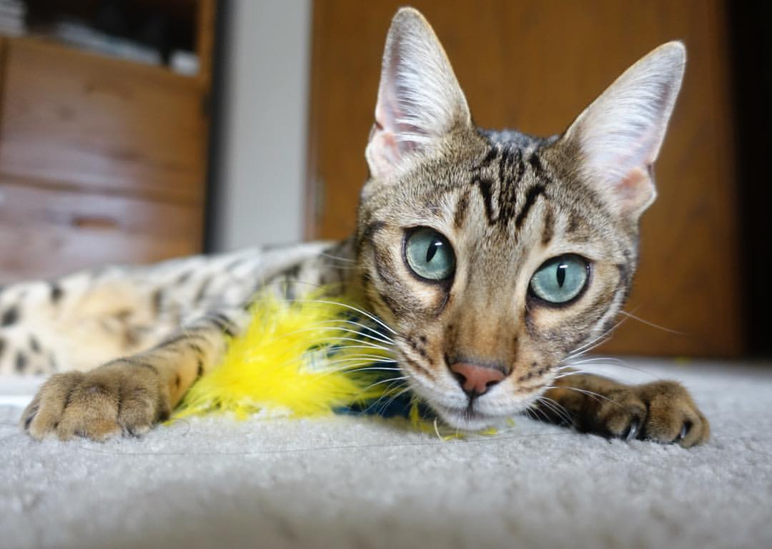 跨越海洋的荣耀，从摩纳哥的一波流到托尼的西决接管—论体育史上那些定义伟大的瞬间