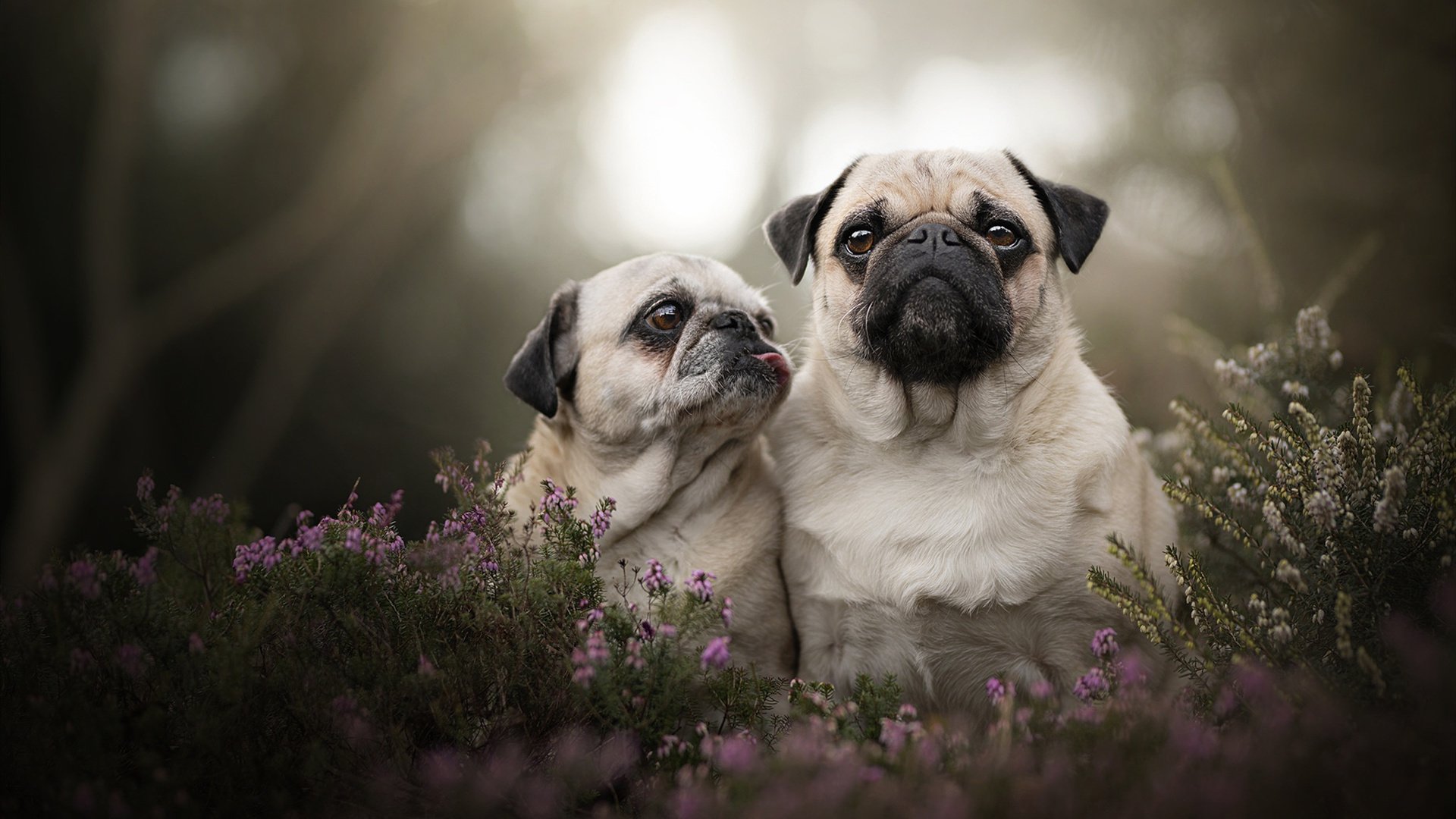 阿什拉夫世纪大爆发!阿尔及利亚3-1斩落格子军团,北非之光重塑世界杯格局