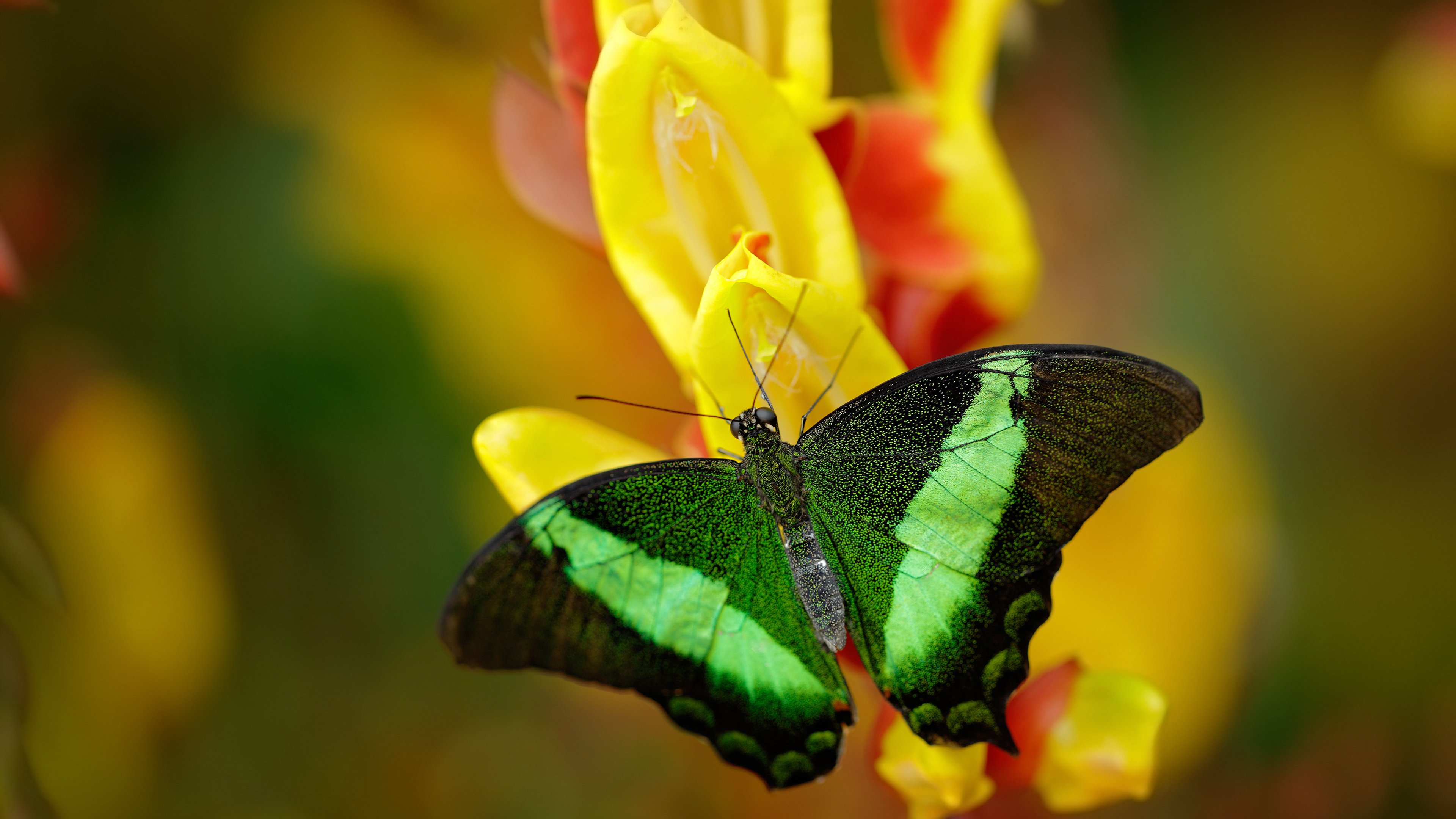 深圳男篮末节翻盘，文班亚马轰35+14+7成定海神针