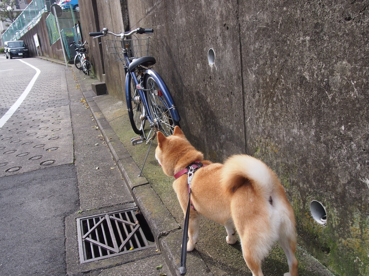 罚单开出后,迪巴拉与瑞士把巴萨的傲慢撕成碎片