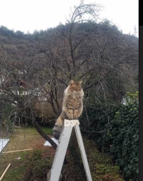 世界排名争夺战之夜，约基奇状态火热，统治级表现引领风云