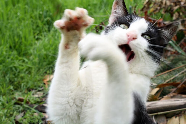 英雄诞生于不被期待的角落，奥利维耶一锤定音，哥斯达黎加掀翻法国战车