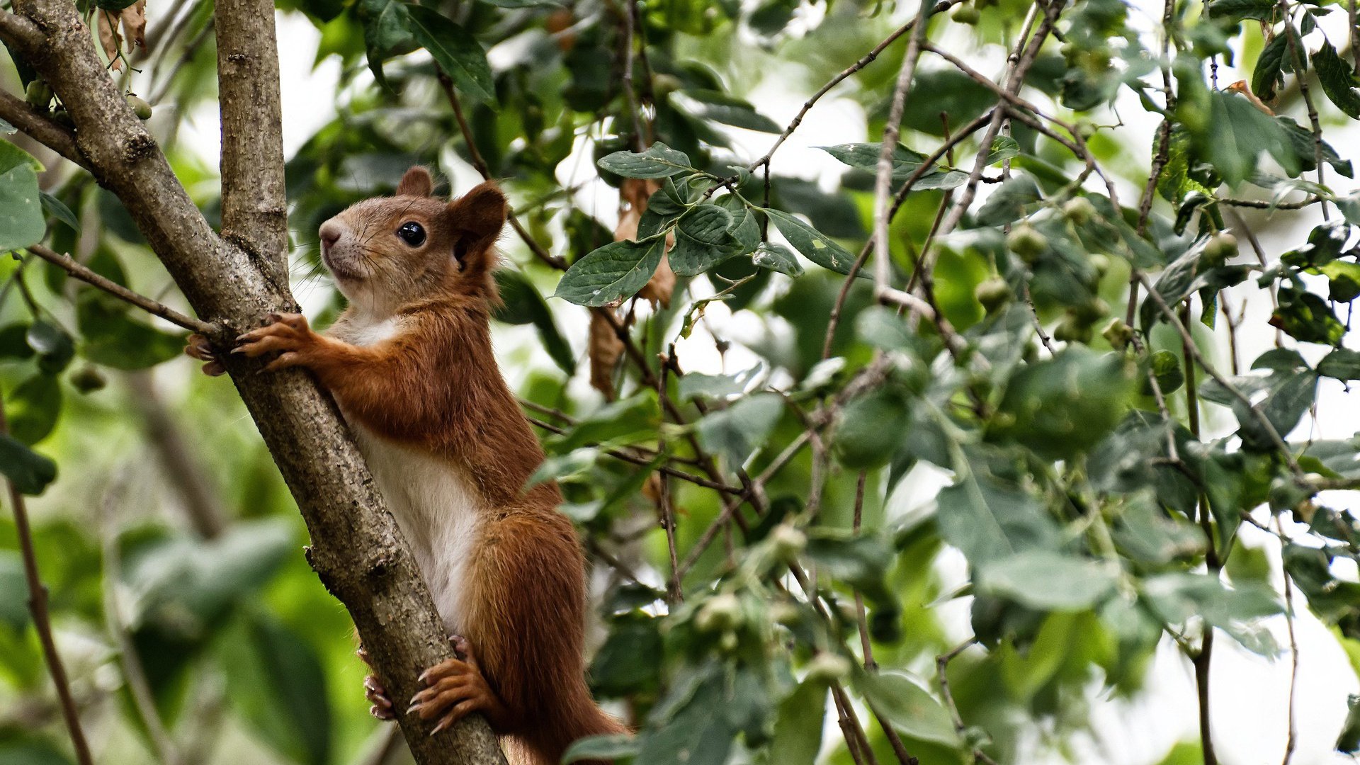 吉林队对阵山西队，切特用实力证明自己