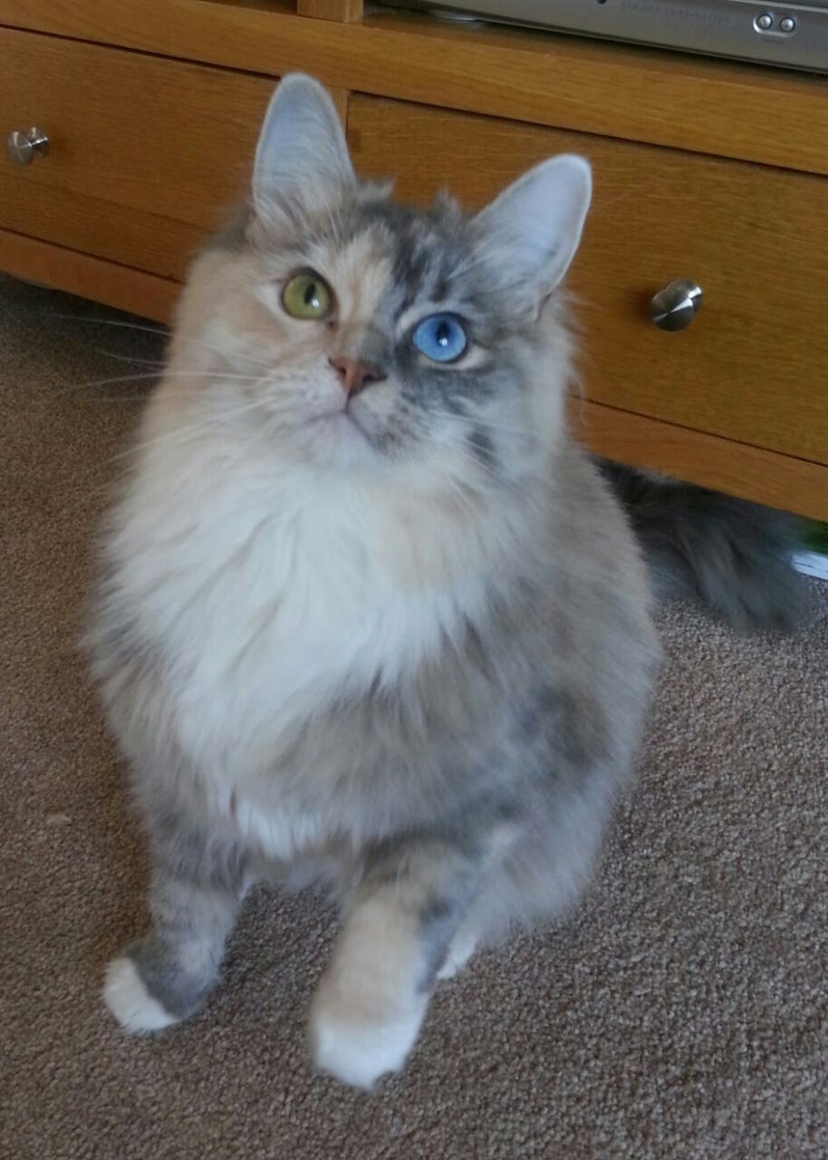 意甲焦点战之外的欧陆烽火，勒沃库森险胜克罗地亚劲旅的战术启示