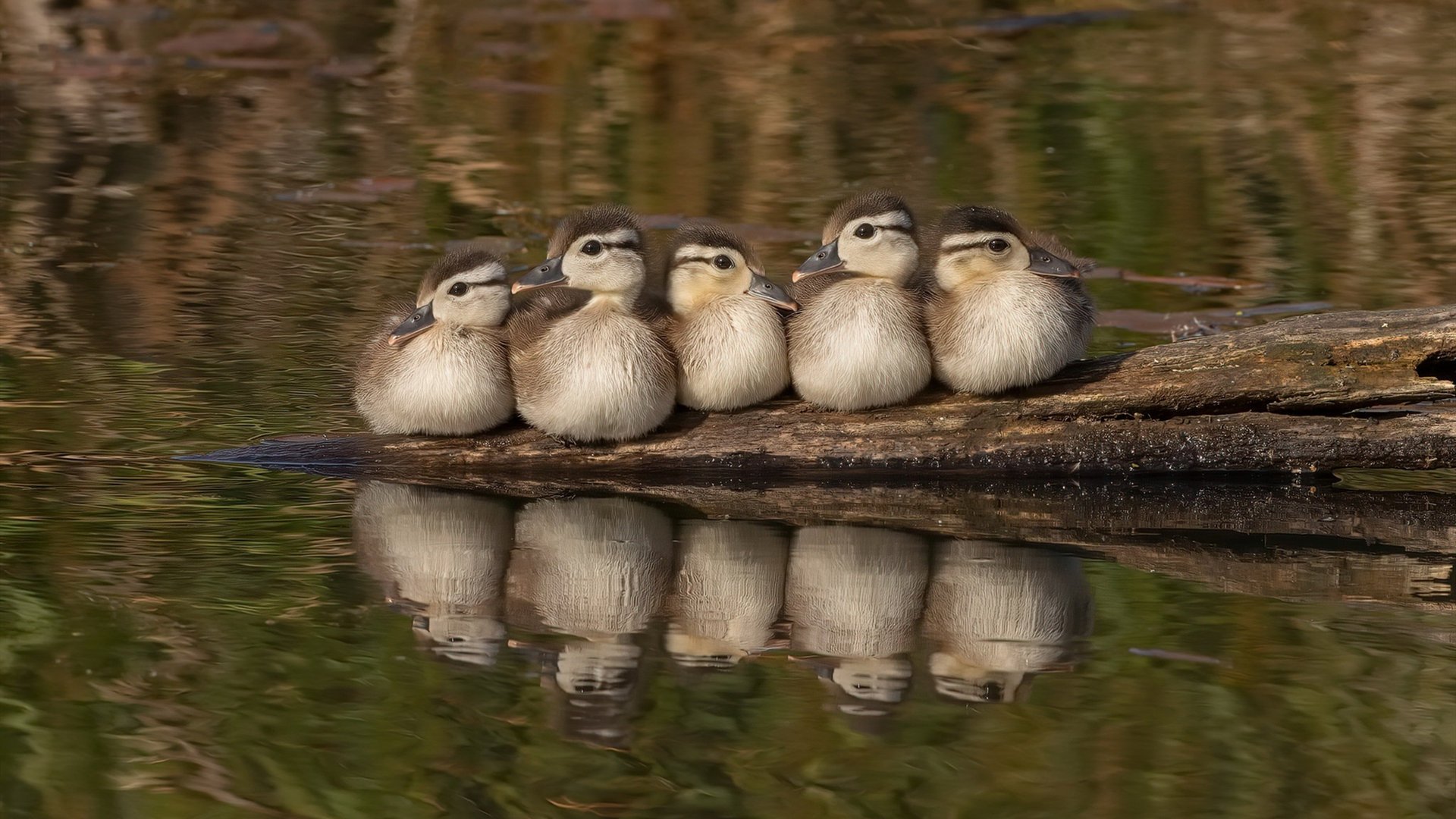 末节狂飙+制胜三分！塔图姆关键先生本色助湖人决胜局力克浙江