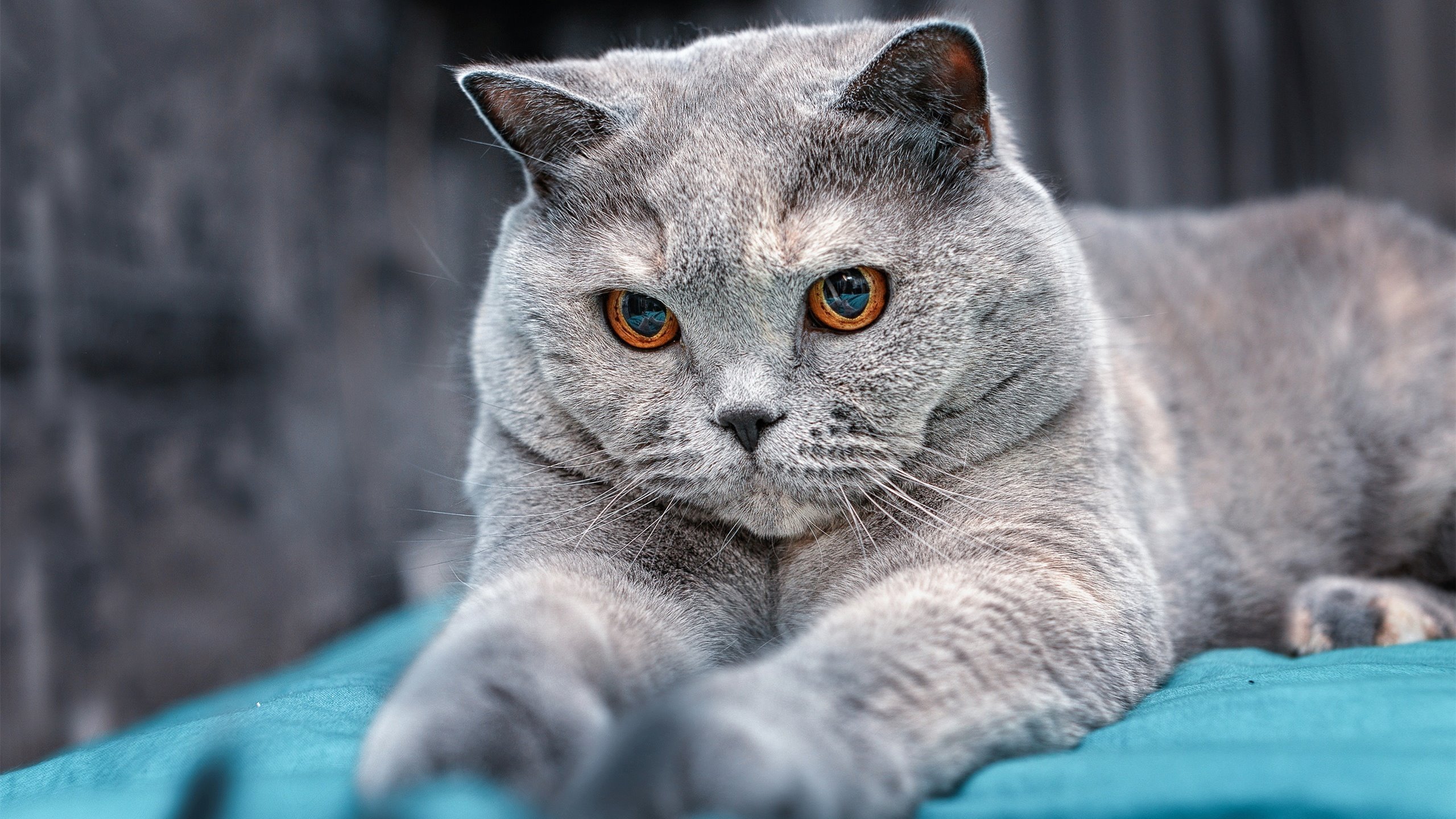 绿潮鏖战撒哈拉，解析爱尔兰险胜突尼斯的年度焦点之战